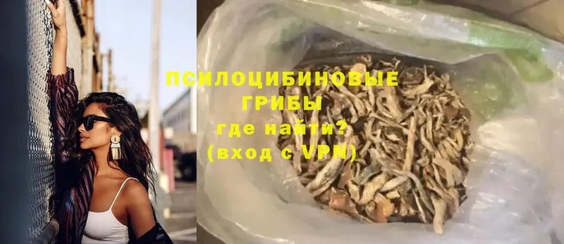 Псилоцибиновые грибы Psilocybe  Кувшиново 